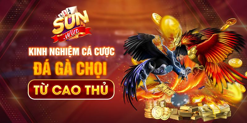 kinh nghiệm cá cược đá gà chọi từ cao thủ
